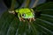 Lemur leaf frog