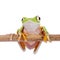 Lemur leaf frog on white background