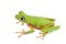 Lemur leaf frog on white background