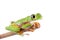 Lemur leaf frog on white background