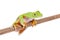 Lemur leaf frog on white background