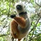 Lemur - Madagascar
