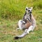 Lemur Maki catta with a baby