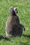 Lemur meditating. Shot from behind. Back of an animal sitting in