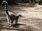 Lemur at Monkeyland on Garden Route, South Africa