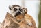 Lemur mother with baby on it back