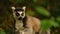 a lemur with an orange eye is sitting on the ground