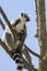 Lemur pair with puppy hanging from the belly