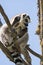 Lemur pair with puppy hanging from the belly