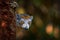 Lemur peeping in forest nature, wildlife. Eulemur coronatus, Crowned lemur, small monkey with young babe cub in the fur coat,