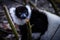 A Lemur peers through the branches at the Safari Park