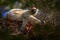 Lemur portrait in the forest. Wildlife Madagascar, Verreauxs Sifaka, Propithecus verreauxi, monkey head detail in Kirindy Forest,