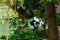 Lemur,ring-tailed lemur lemur catta,Animal,Wildlife.