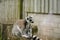 Lemur Ring-Tailed Primate Sitting Top Tree Stump Captivity