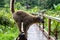 A lemur runs on a handrail from a wooden bridge