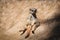 Lemur at Safari Ramat Gan, Israel