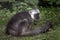 Lemur sitting on grass