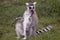 A lemur sitting in grass land