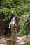 Lemur sitting on a log as a lookout Posing for a picture