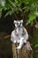 Lemur sitting on a log as a lookout Posing for a picture