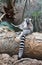 Lemur is sitting on a tree trunk and holds palm leaf