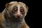 Lemur Slow Loris