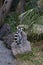 Lemur small funny animal mammal Africa