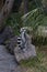 Lemur small funny animal mammal Africa