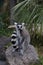 Lemur small funny animal mammal Africa