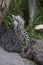 Lemur small funny animal mammal Africa