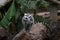 Lemur small funny animal mammal Africa