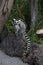 Lemur small funny animal mammal Africa