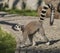 Lemur with striped tail in sunny evening