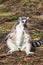 A lemur is sunbathing