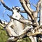 Lemur sunbathing