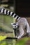 Lemur on a tight rope