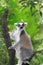 Lemur at a tree