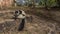 Lemur vari Varecia variegata is sitting on the stone steps in the garden