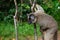 A lemur watches visitors from the branch of a tree