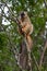 A lemur watches visitors from the branch of a tree