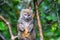 A lemur watches visitors from the branch of a tree