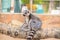 Lemur in the zoo. An animal in captivity. Striped tail