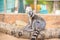 Lemur in the zoo. An animal in captivity. Striped tail
