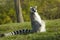 Lemure dalla coda ad anelli o lemure catta o katta | Lemur catta