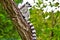 Lemures sitting on branch in zoo in Augsburg in germany