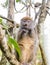 Lemurs in Andasibe Park Madagascar