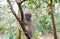 Lemurs in Andasibe Park Madagascar