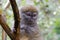 Lemurs in Andasibe Park Madagascar