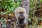 Lemurs in Andasibe Park Madagascar