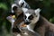 Lemurs Eating